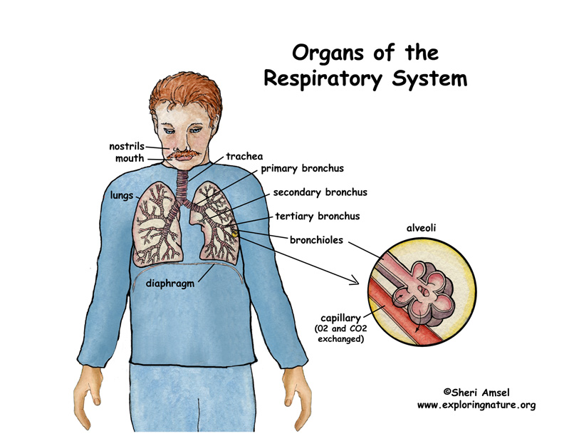 respiratory-system-overview